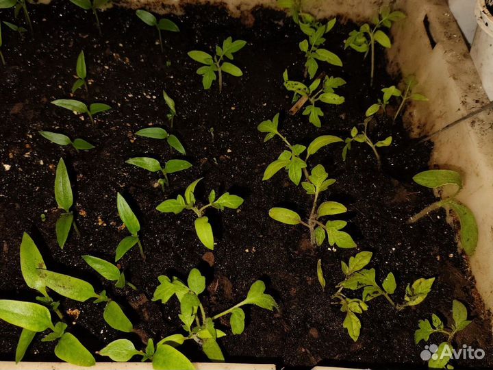 Пoмuдopы paccaдa