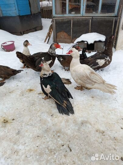 Мускусные утки тяжелые линии, петухи