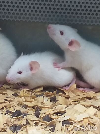 Крыса дамбо