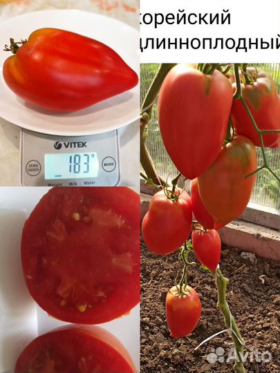 Семена томата