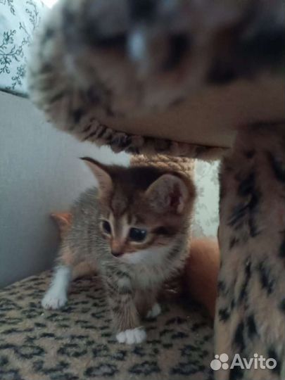 Котята мальчики и девочки ищут дом