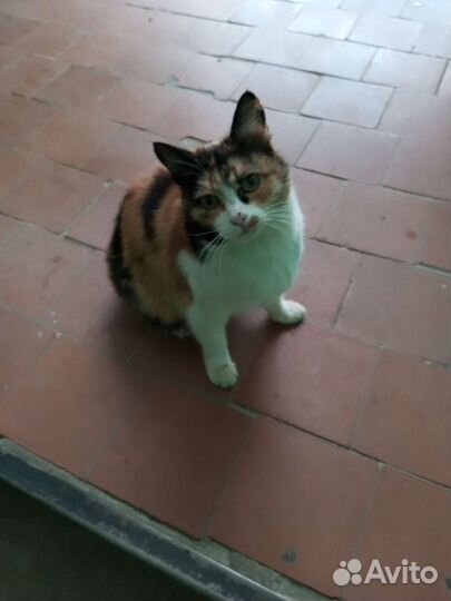 Найдена кошка Ремзавод