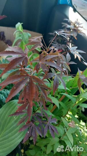 Клён красный