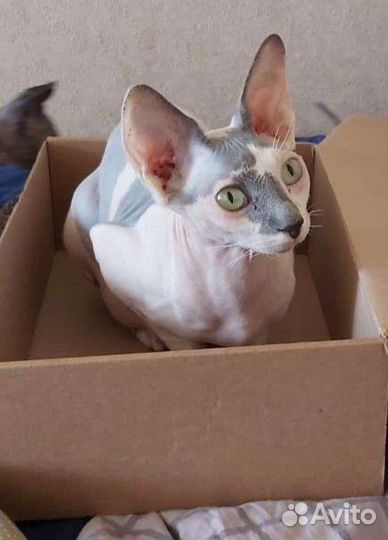 Канадский сфинкс кот