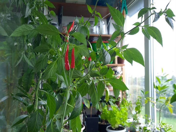 Большой куст перца чили урожайный