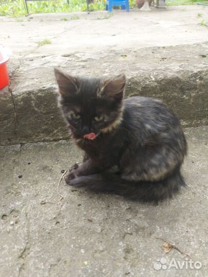 Кошка в дар бесплатно