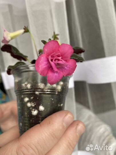 Минисиннингия