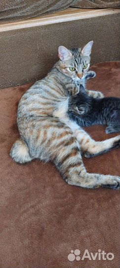 Кошка бобтейл