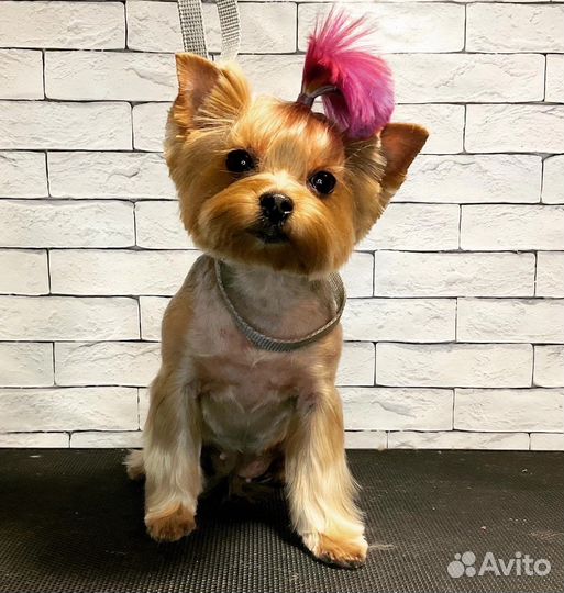 Стрижка собак, покраска шерсти