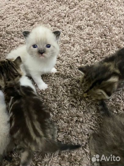 Котята в добрые руки бесплатно