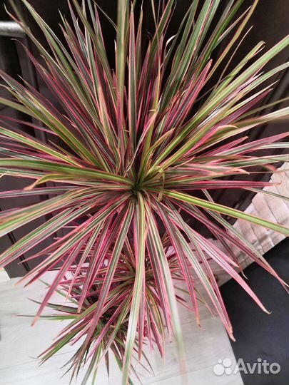 Пальма Драцена биколор 24/120