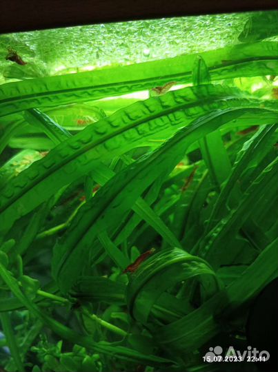 Аквариумное растение