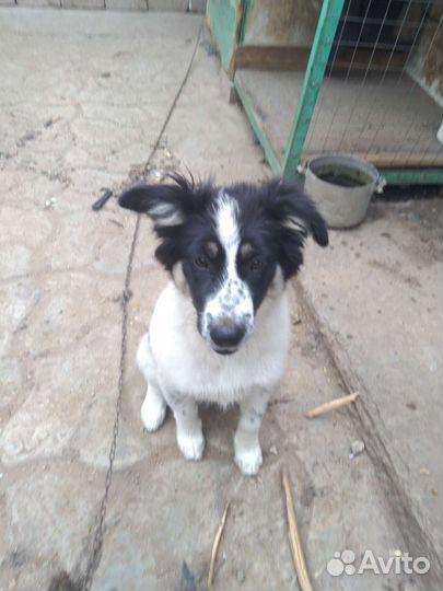 Щенки бесплатно