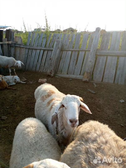 Овцы баран