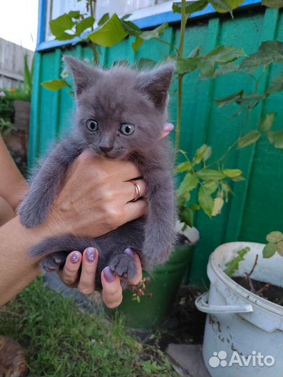 Котята в добрые руки бесплатно мальчики