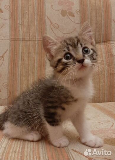Котенок девочка 3 мес в дар