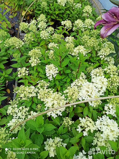Гортензия саженцы