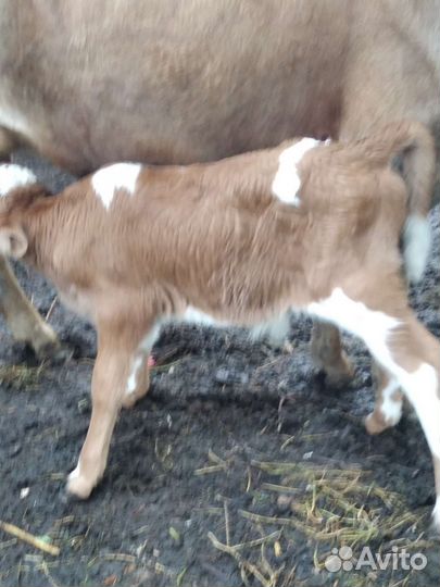 Корови и телята один бичок один телка