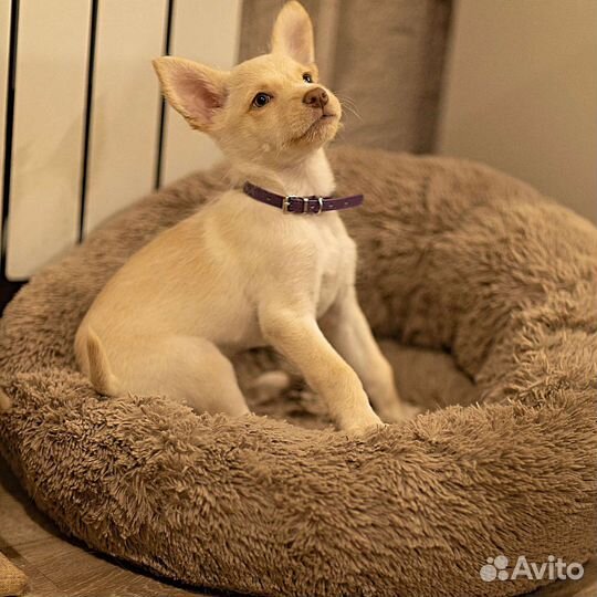 Щенок от небольшой собачки