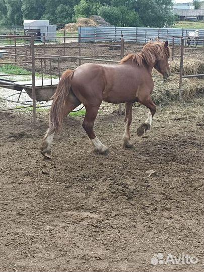 Жеребец тяжеловоз