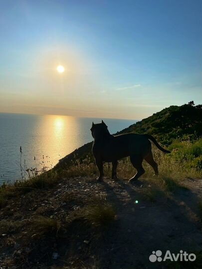 Кобель Американский Булли на вязку