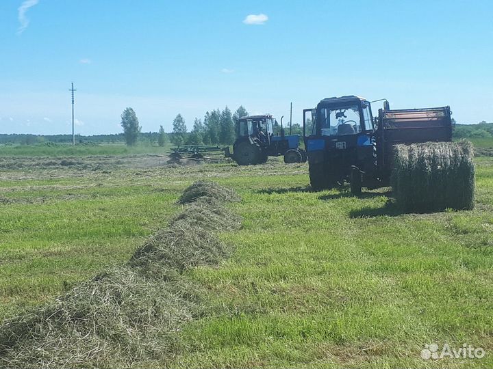 Сено свежое