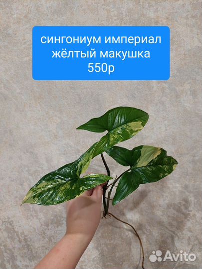 Филодендрон гигантум вариегатный, бурле макс и др