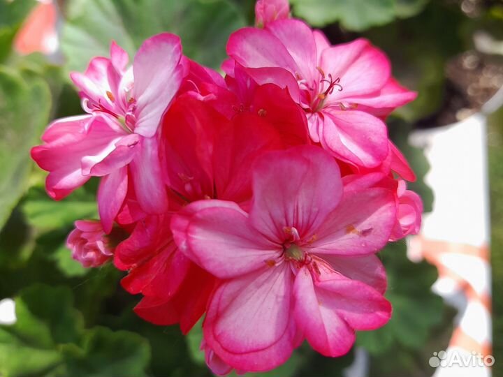 Список гераней-пеларгоний