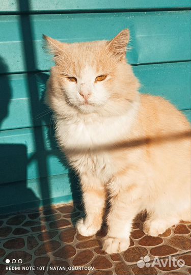 Персик ищет дом