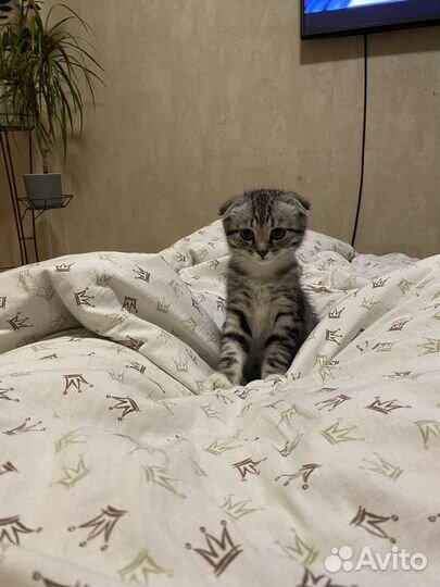 Шотландская вислоухий котенок