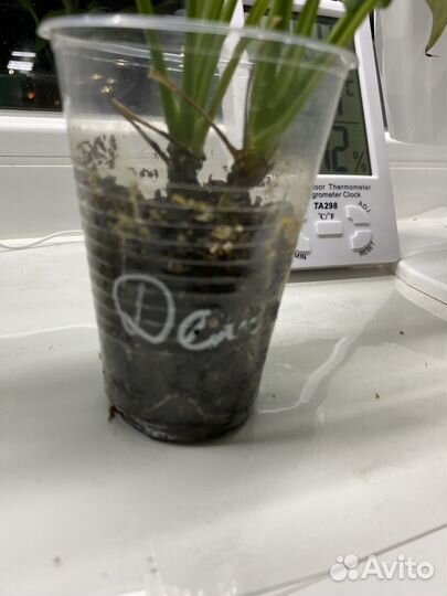 Спатифиллум Дели Индонезия