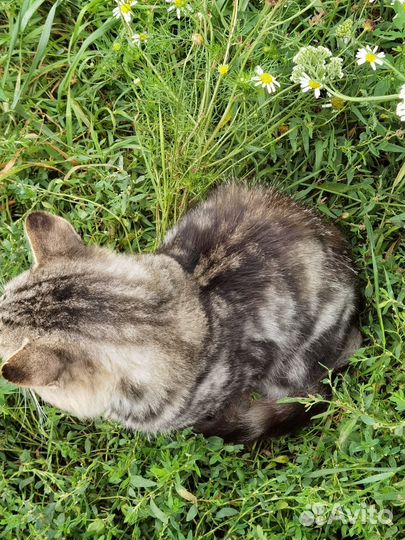 Котик в добрые руки