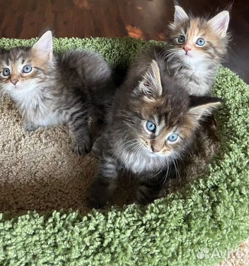 Настоящие котята Мейн-Кун