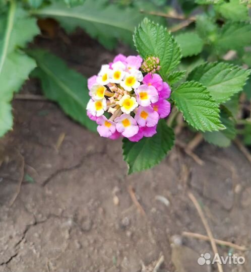 Лантана камаро. Цветет круглогодично