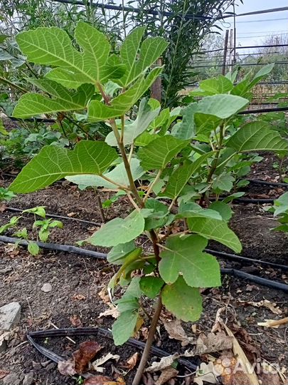 Саженцы инжира