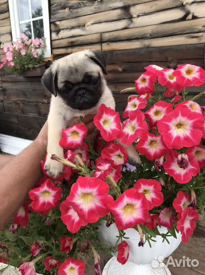 Щенки мопса РКФ