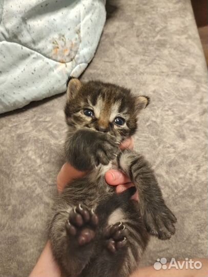 Котята потомственной мышеловки