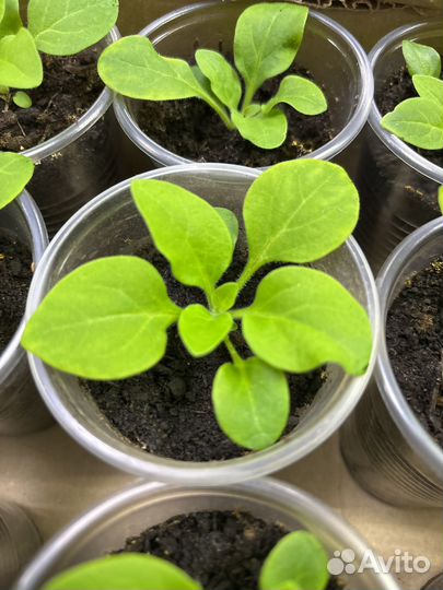 Рассада петунии ампельной