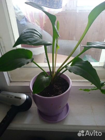 Дримиопсис, ирис шагающий