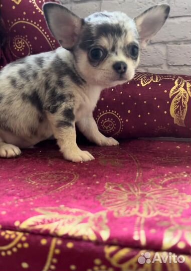 Голубой Мерль с подпалом