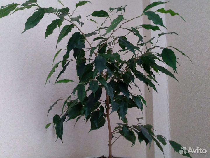 Сансевиерия, фикус