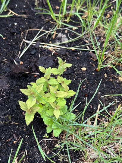 Спирея японская