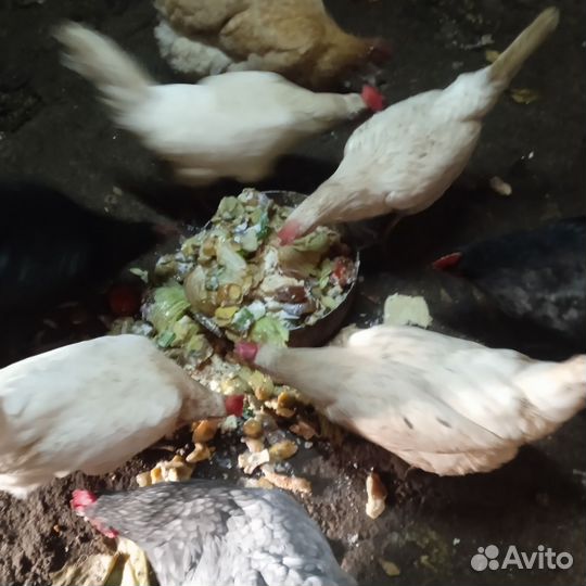 Куры молодки несушки