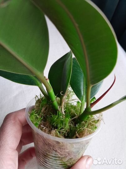 Фикусы сортовые