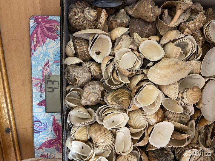 Ракушки для аквариума