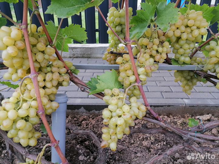 Саженцы винограда