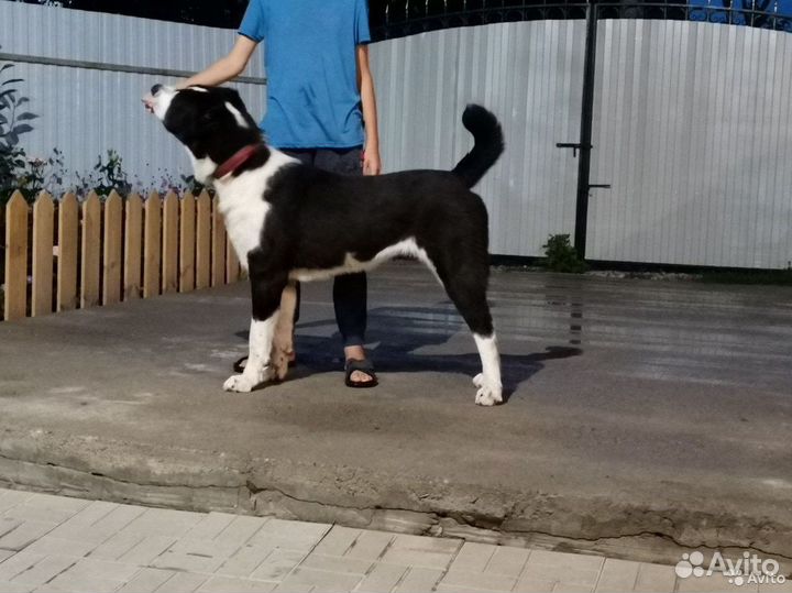 Хендлер, дрессировка, передержка