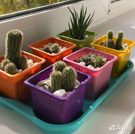 Кактусы и суккуленты