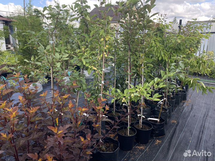 Черешня саженцы