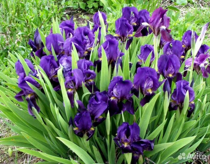 Ирис фиолетовый, ирис желтый